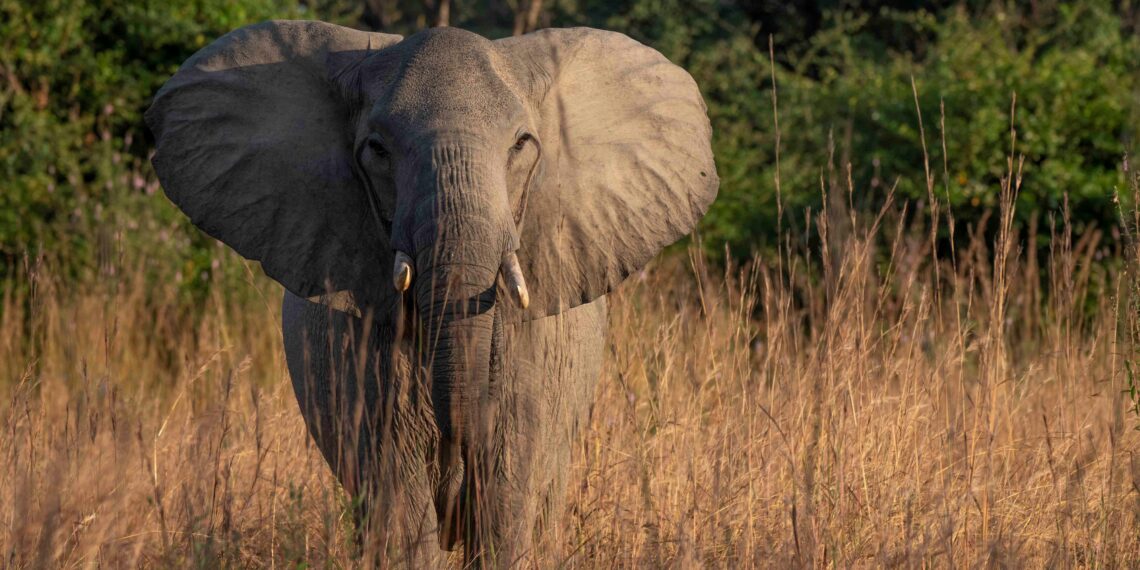 Klantervaring Geert en Els,Zambia,olifant