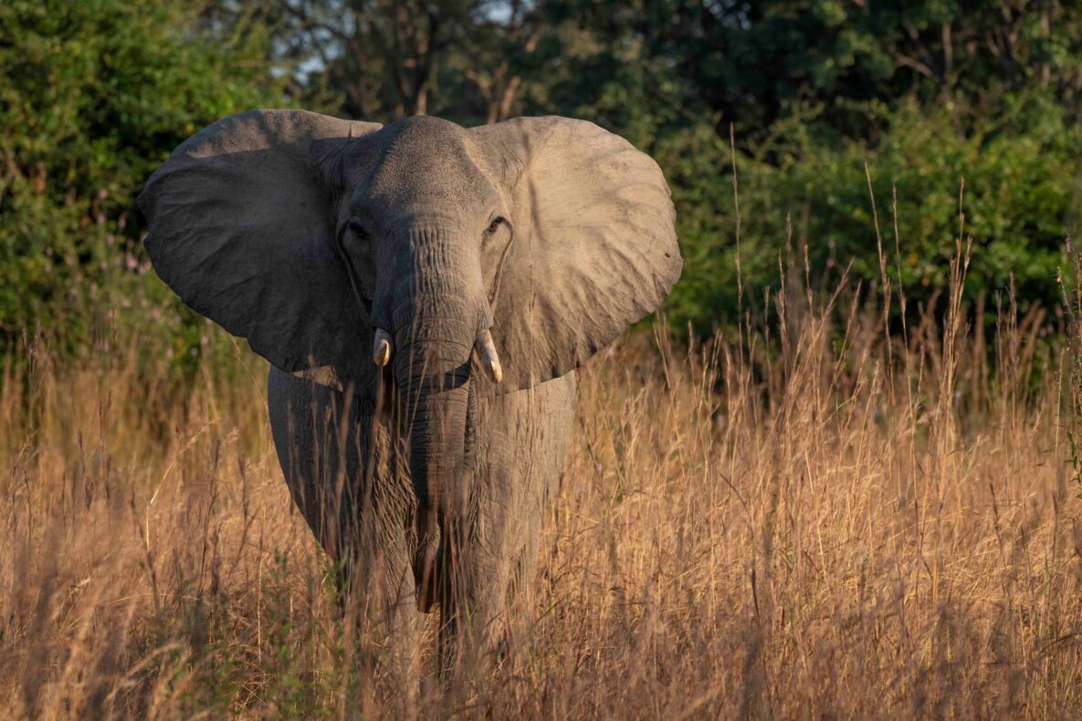 Klantervaring Geert en Els,Zambia,olifant