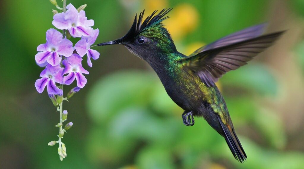 Antillean-Crested Hummingbird - Birding Saba