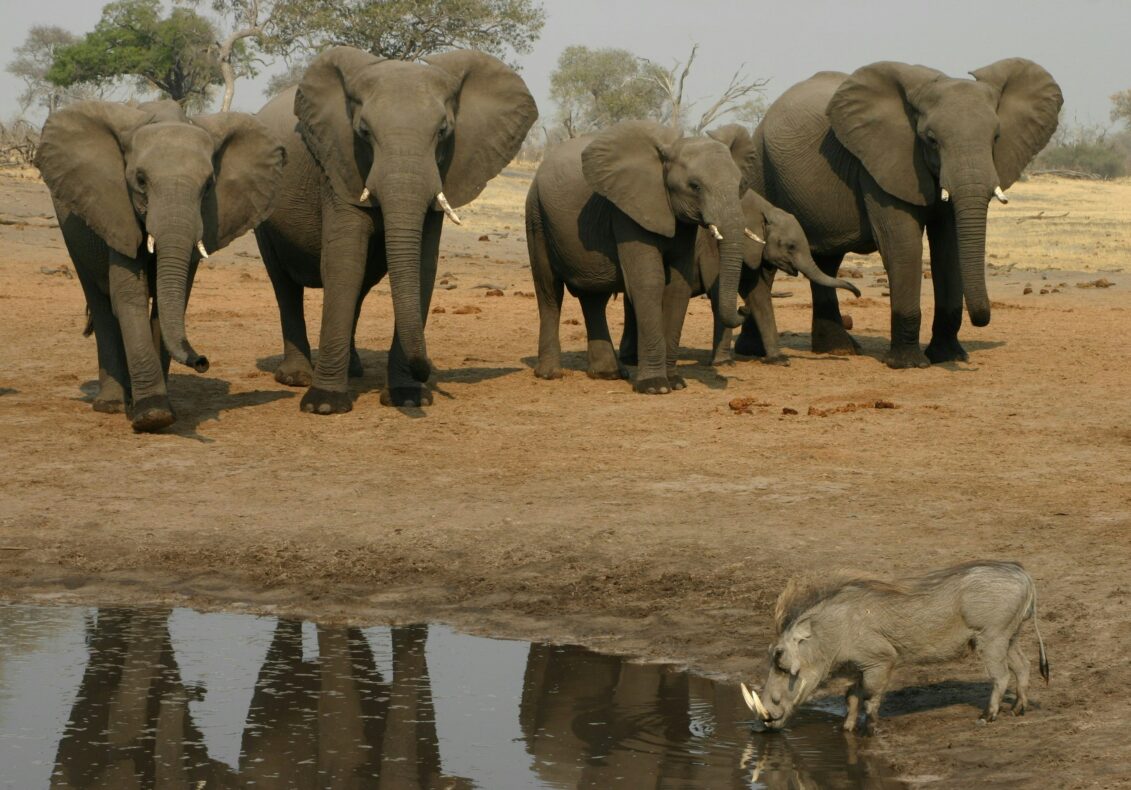 Klantervaring Filip en Bie, Rondreis Zuidelijk Afrika - waterplaats met olifanten en warthog
