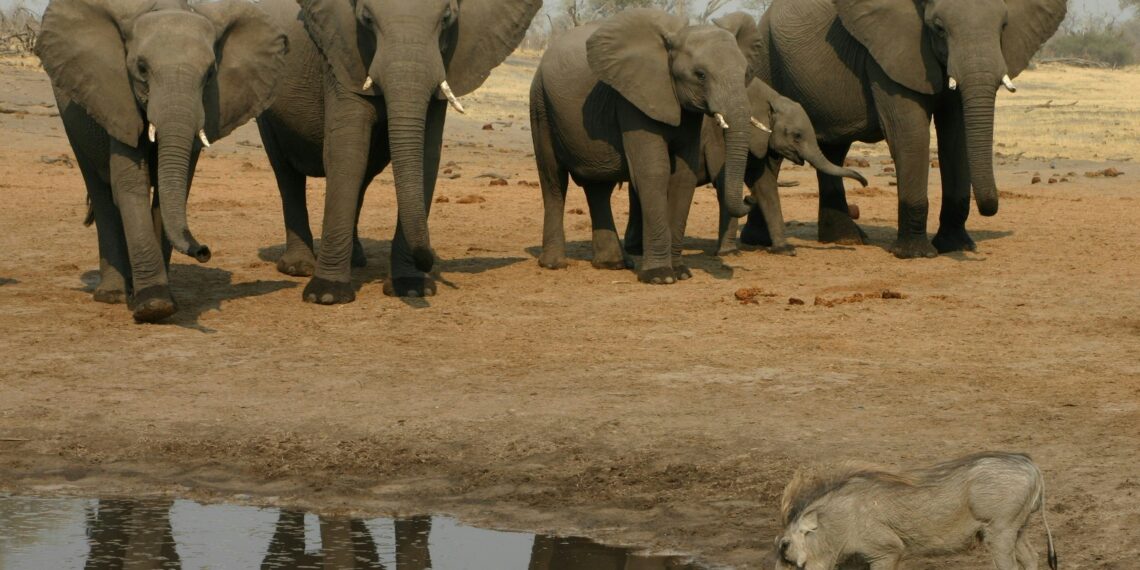 Klantervaring Filip en Bie, Rondreis Zuidelijk Afrika - waterplaats met olifanten en warthog