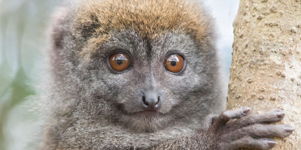klantervaring Wouter en familie,Madagaskar,