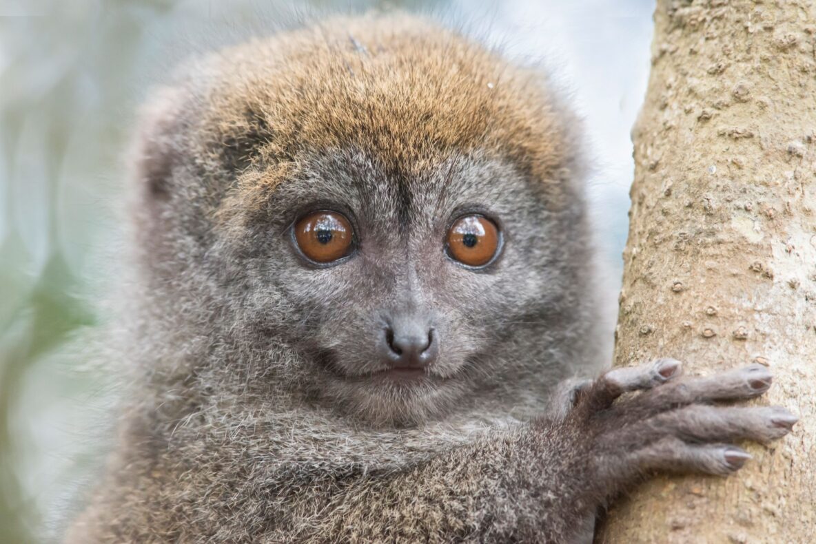 klantervaring Wouter en familie,Madagaskar,