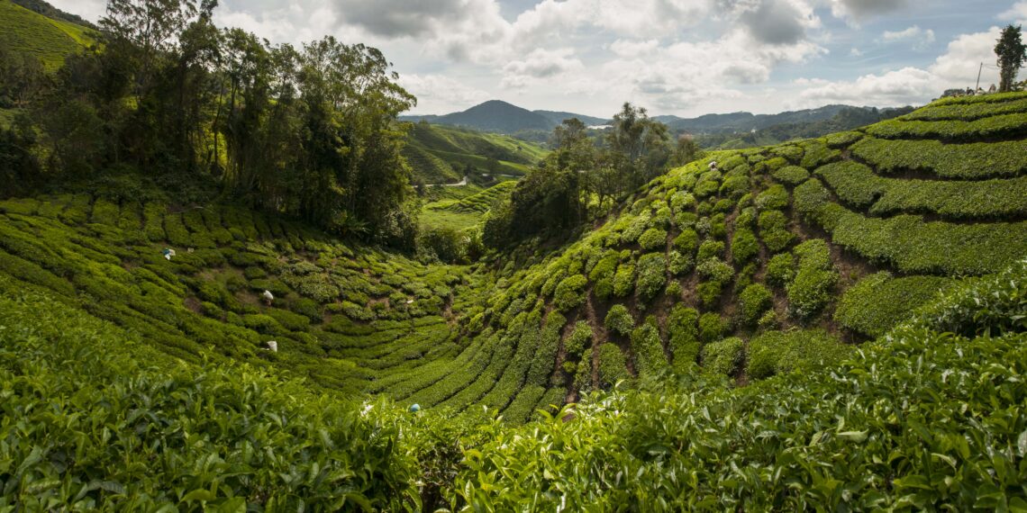 Rondreis Maleisië met schiereiland Redang,Maleisië,theeplantages landschap