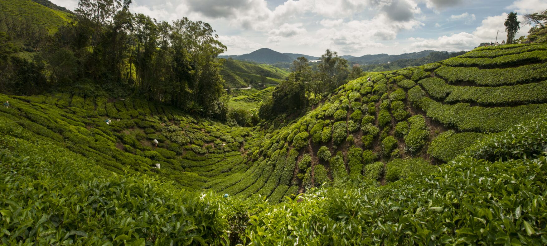Rondreis Maleisië met schiereiland Redang,Maleisië,theeplantages landschap