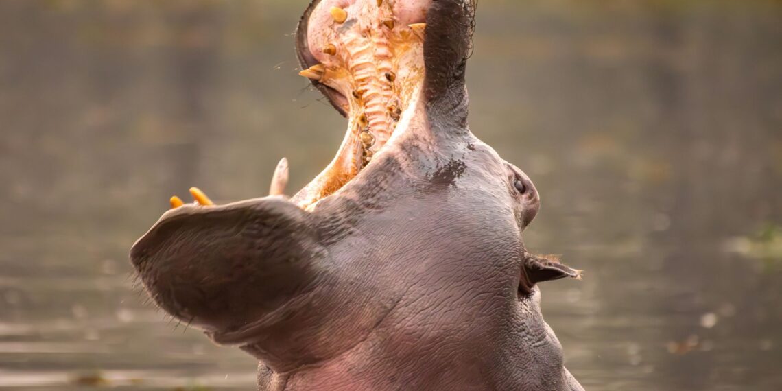 Klantervaring Brigitte, Patrick en reisgenoten,Botswana en Zimbabwe,nijlpaard Okavango Delta
