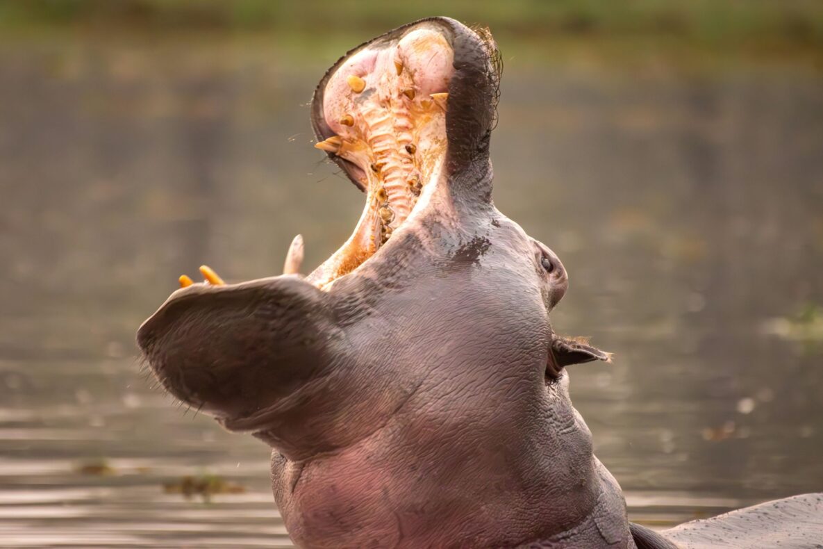 Klantervaring Brigitte, Patrick en reisgenoten,Botswana en Zimbabwe,nijlpaard Okavango Delta