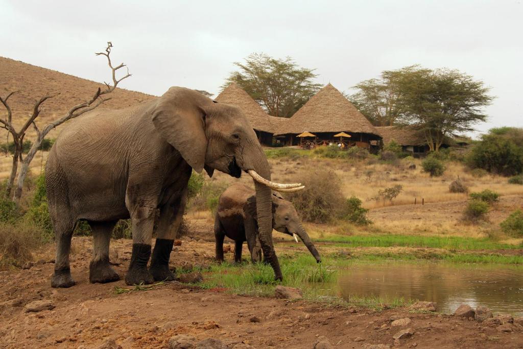 Elewana Tortilis Camp Amboseli,Kenia,olifanten bij acco